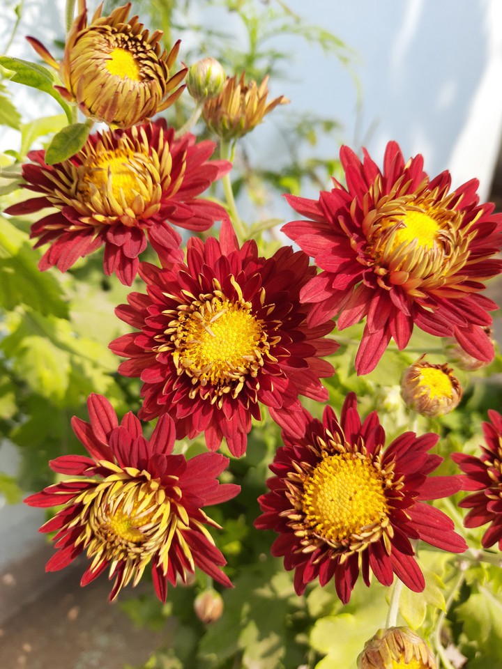 flower