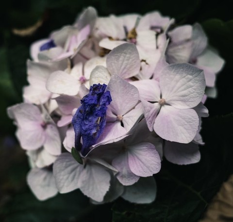 тапети violet, petal