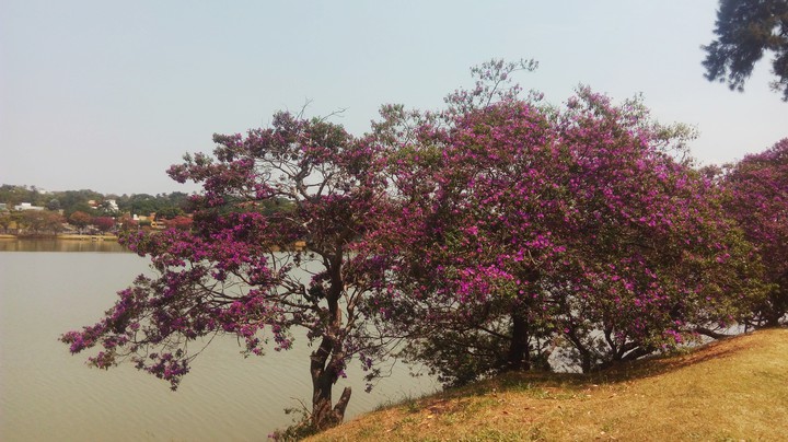 Purple Tree