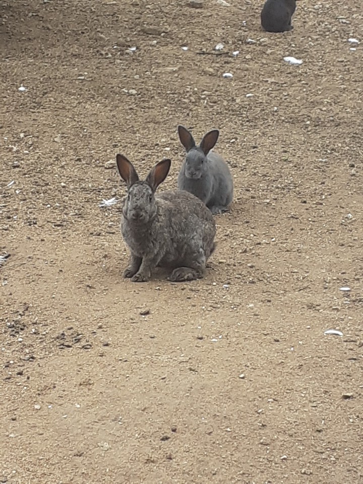 rabbits