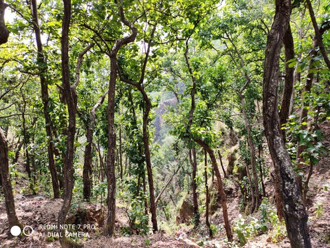 way to forest