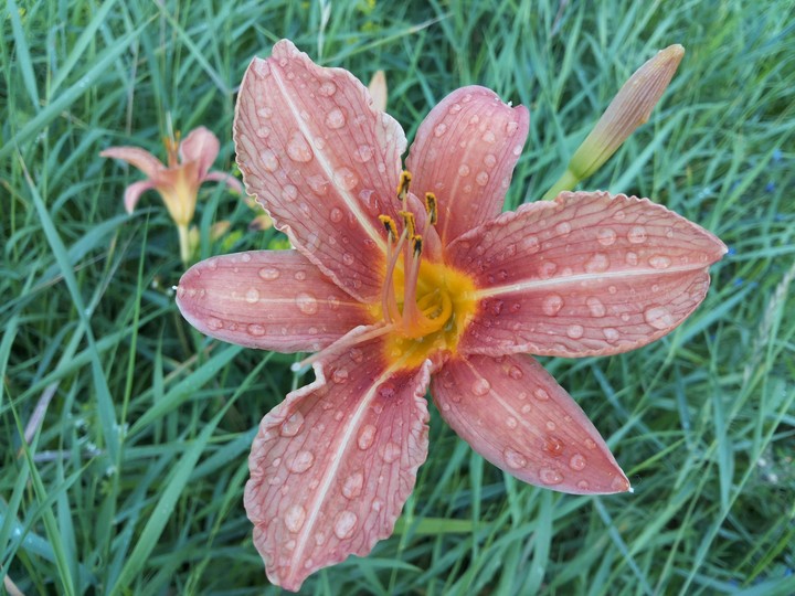 Lily