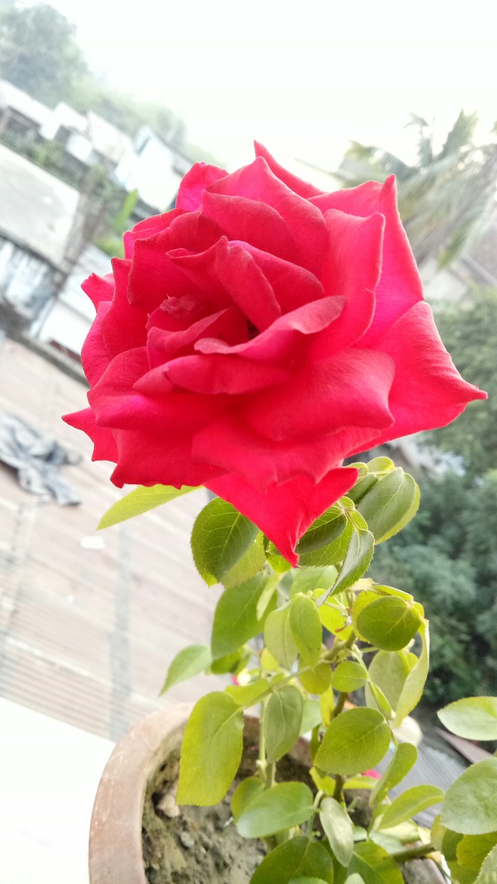 Red Rose
