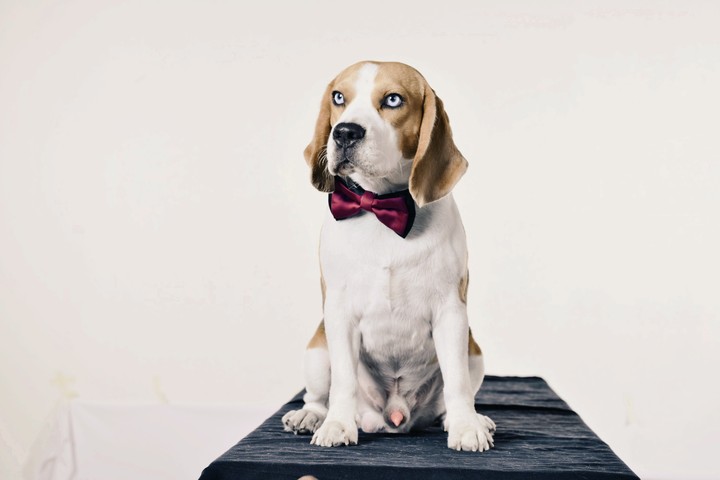 Beagle in add photo shoot