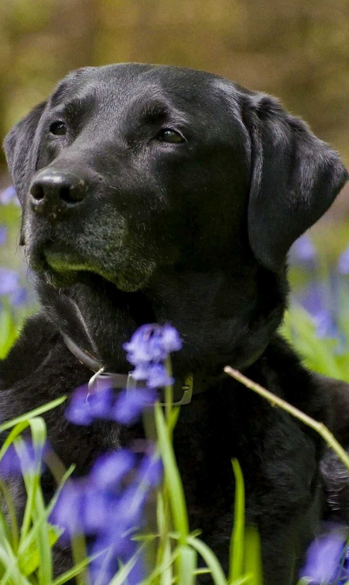 Black and purple