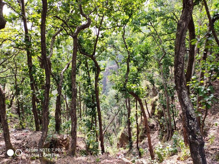 way to forest