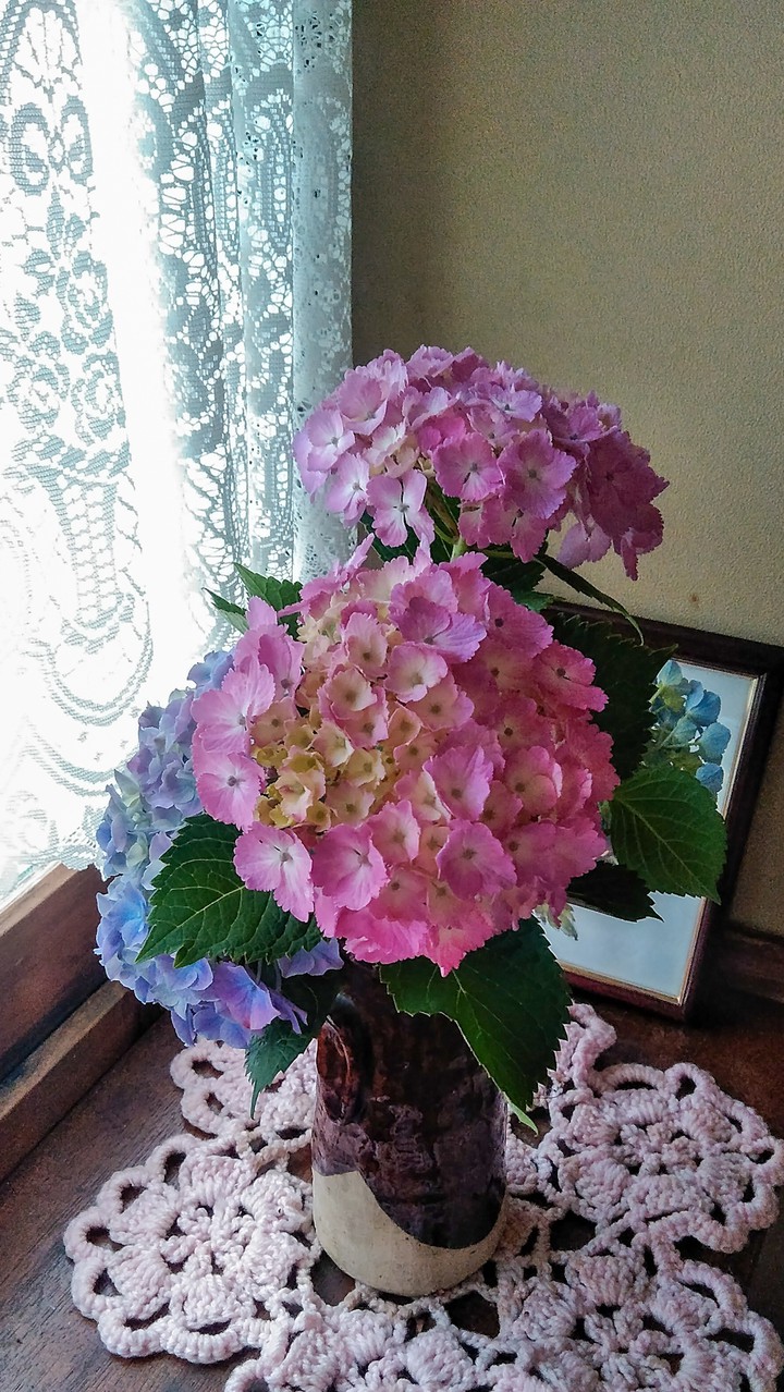 hydrangea