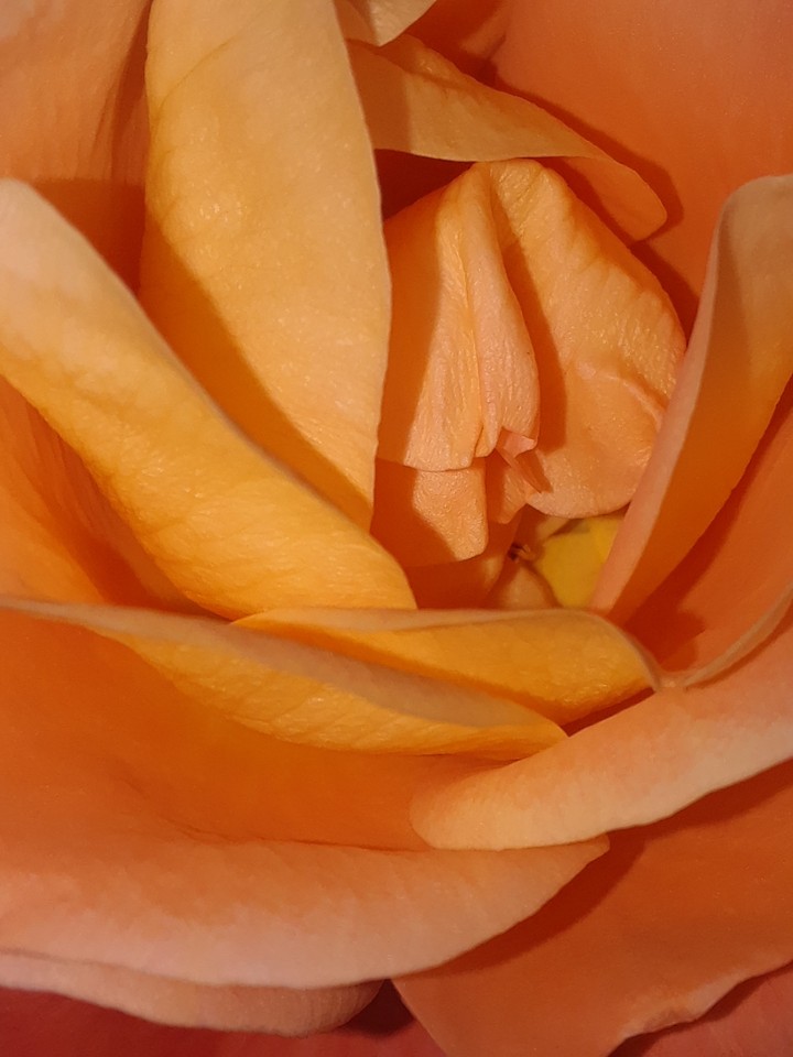 Orange rose