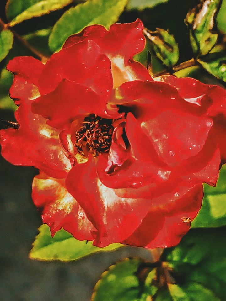 flower is a beauty of nature