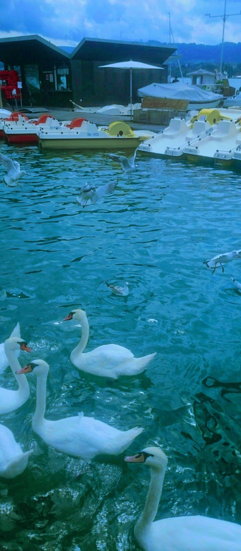 tapety Switzerland, bird