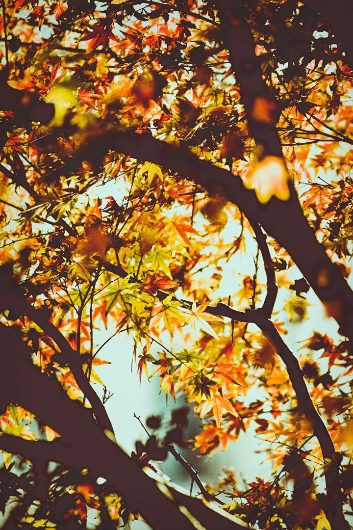 Autumn
