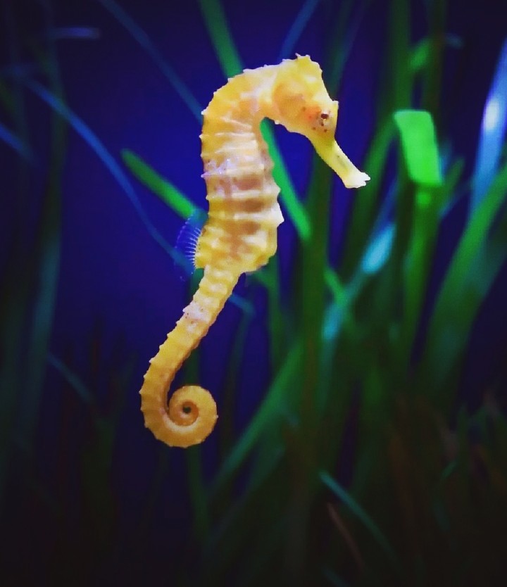 Fish