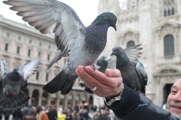 Simply Peace on Earth