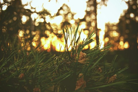 nature