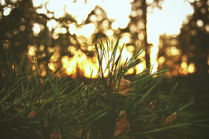 nature