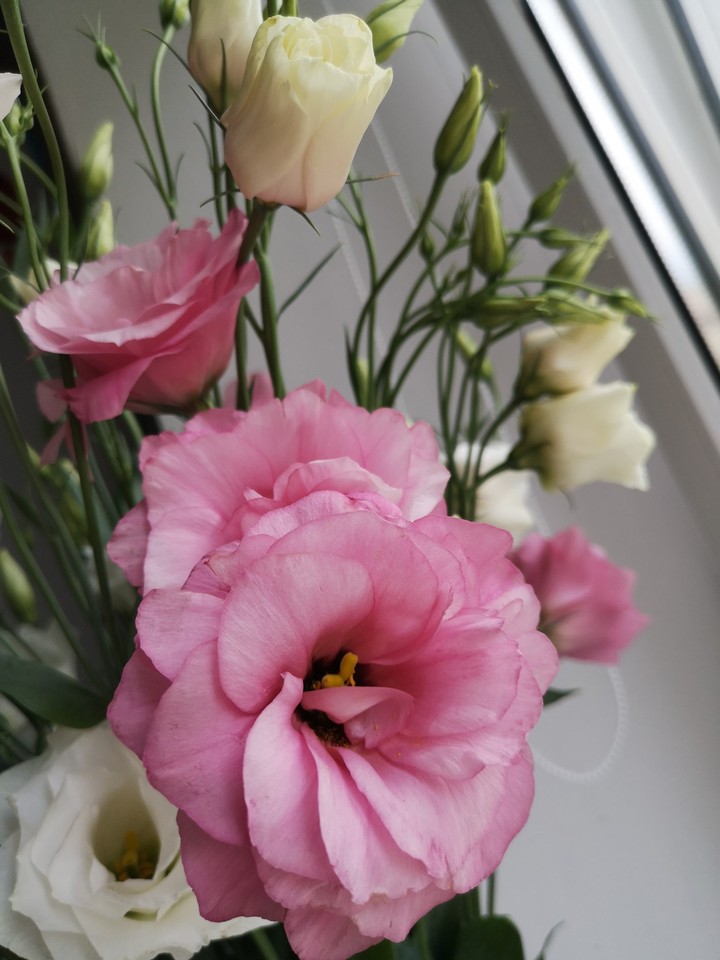 rose flower