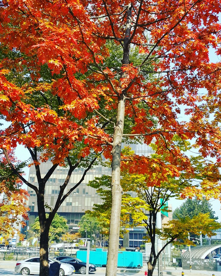 November in Korea