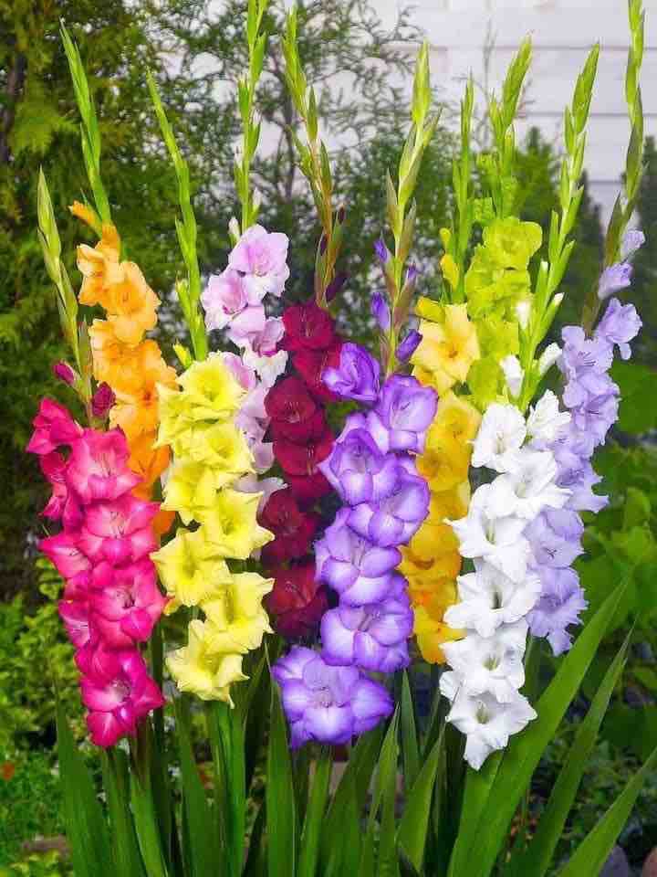 Colorful flowers