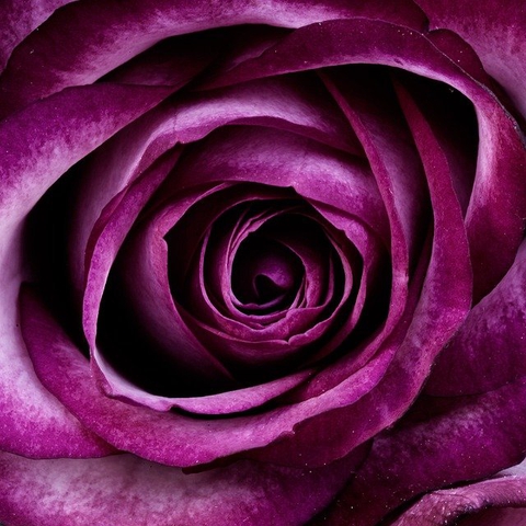 Purple Rose