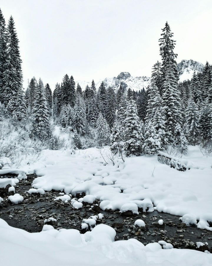 frozen forest.