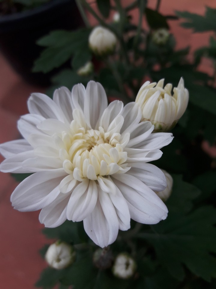 blossom