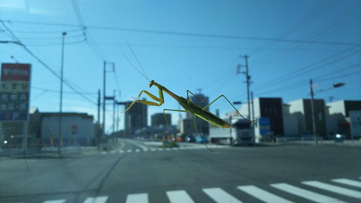 カマキリ