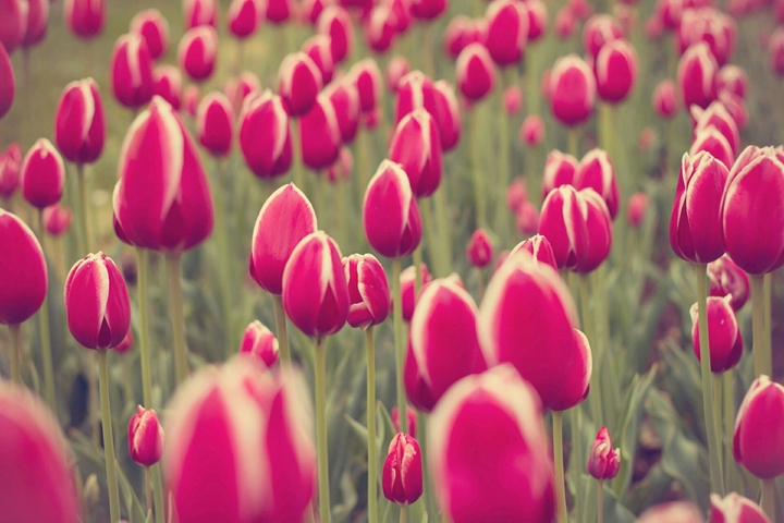 tulipanki