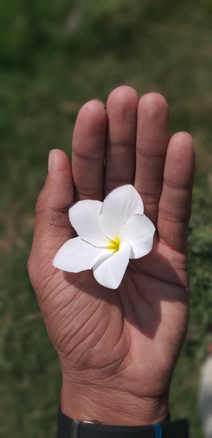 flawer