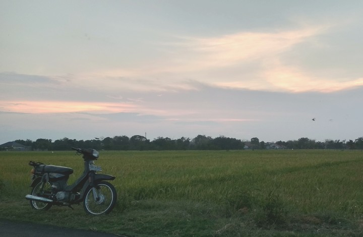 Sawah dan Motor Tua