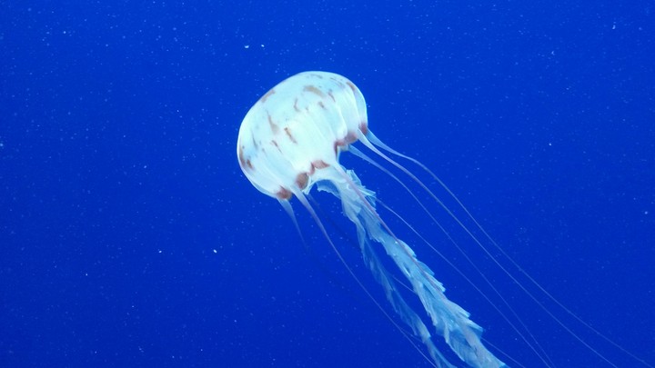 jelly life