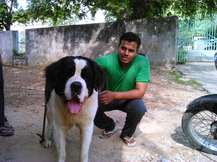 My Dog