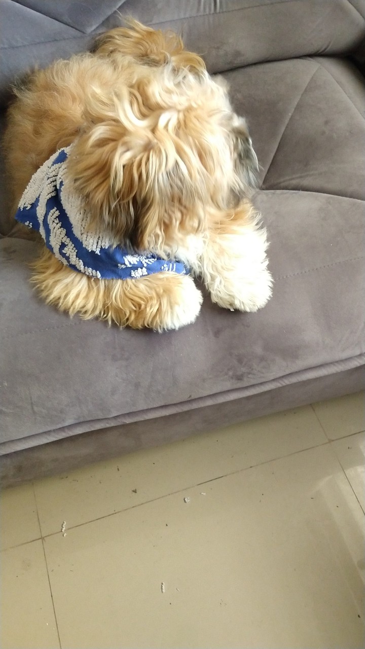 Dog