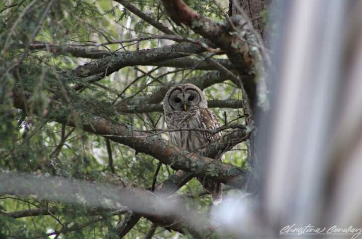 Barred owl