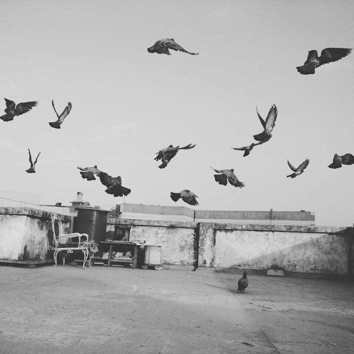 flying birds