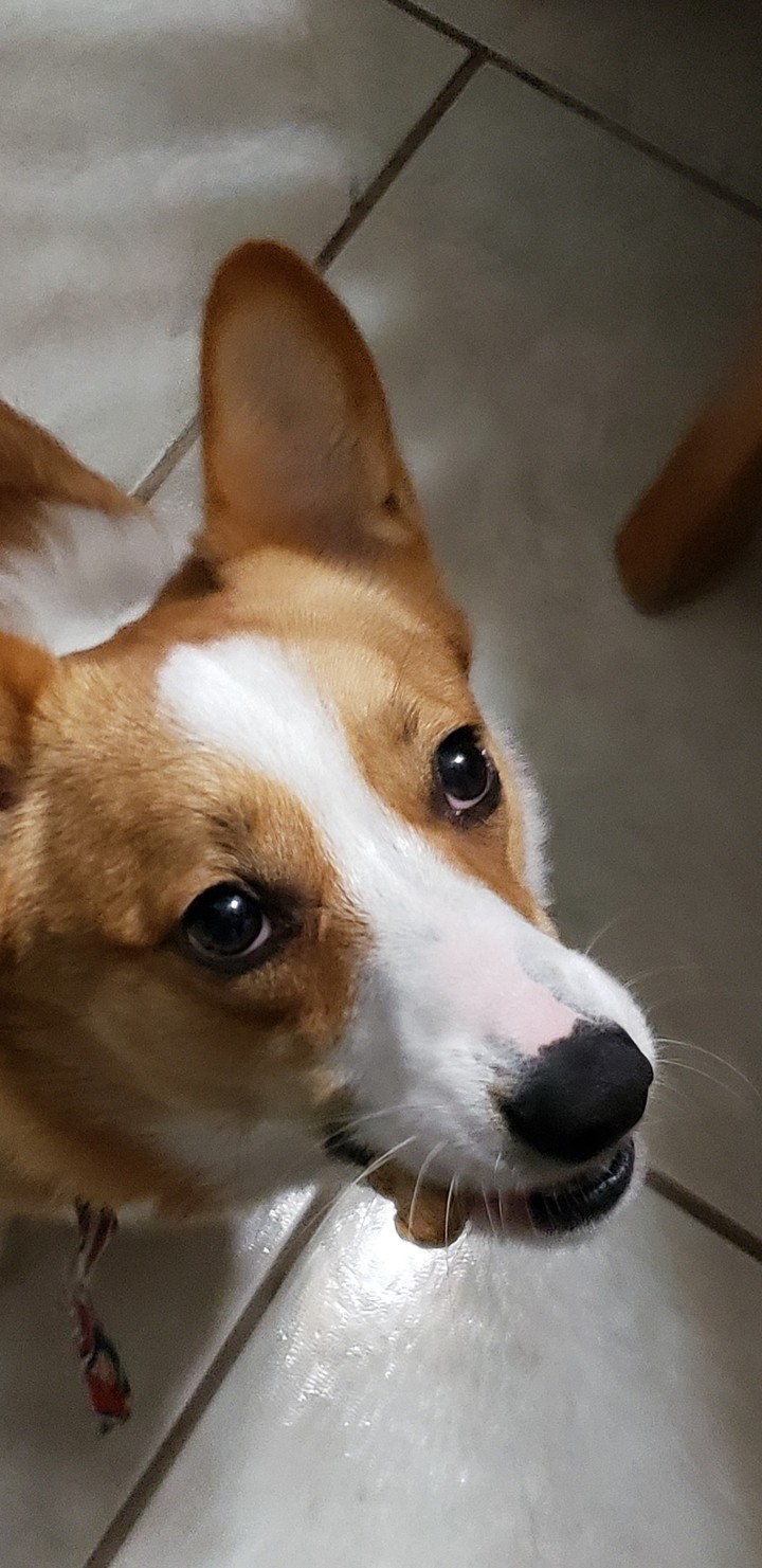 Corgi ....