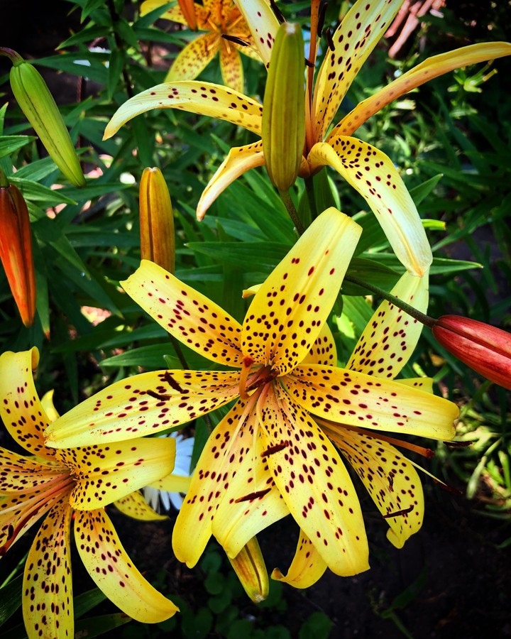 Lily