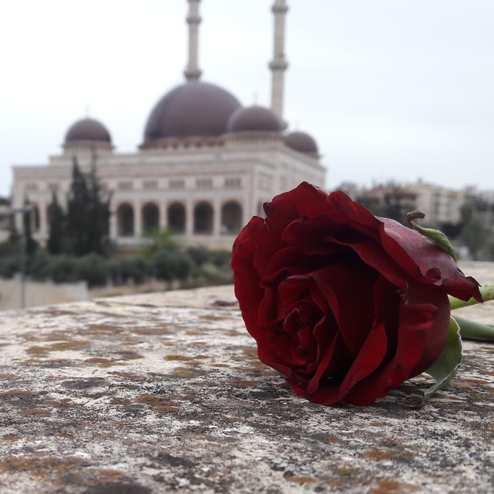 rose ????