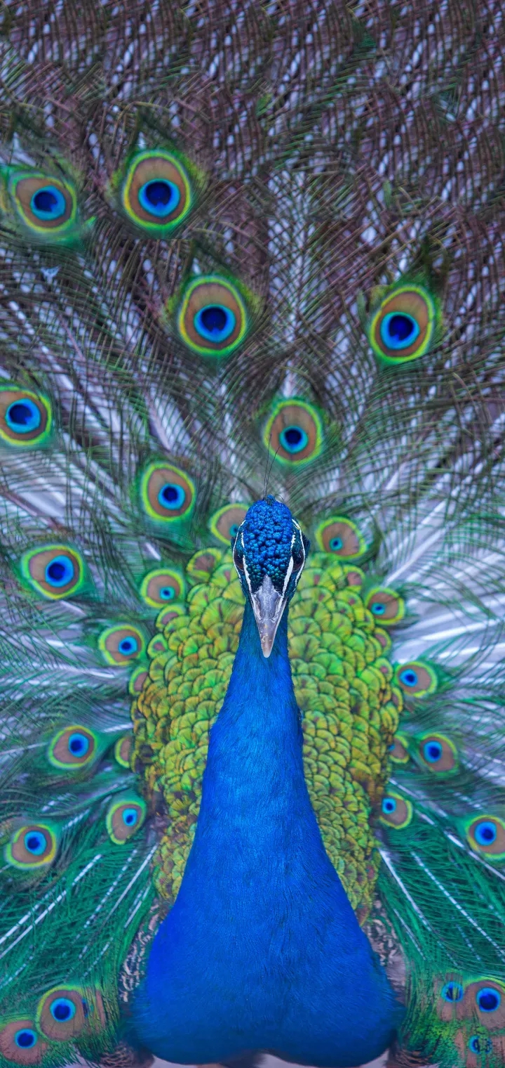 Glorious Peafowls