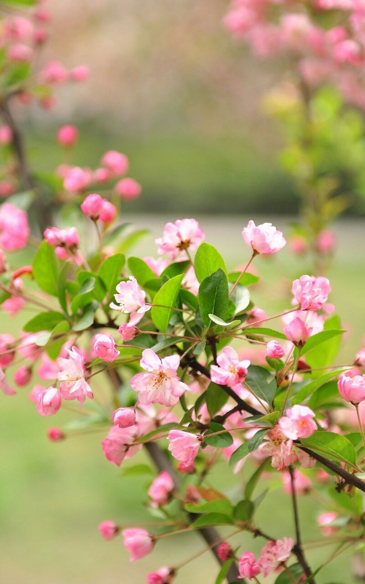 Pink Flowers