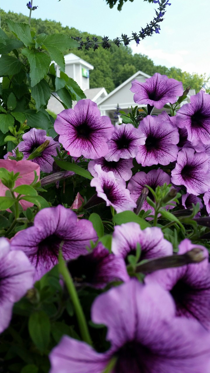 purple