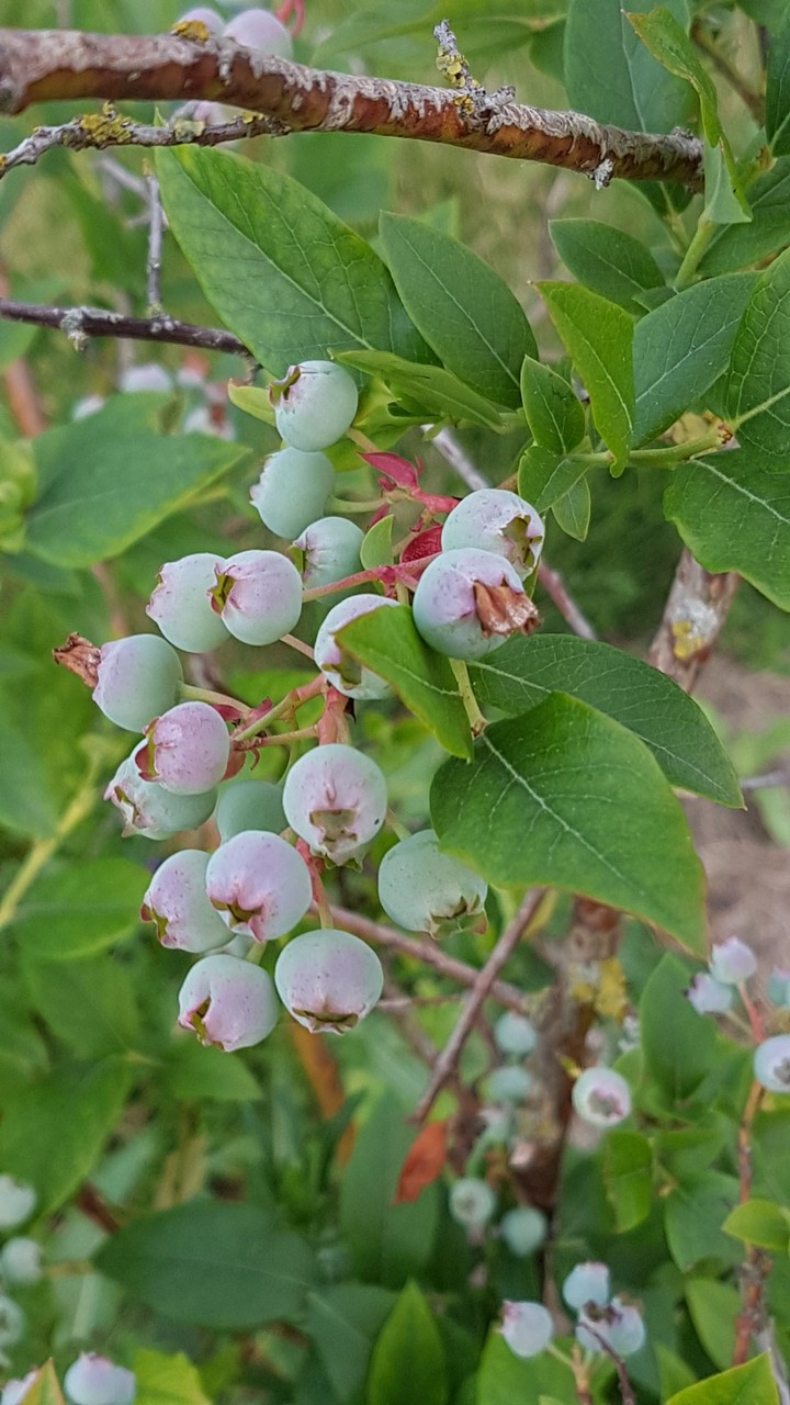 Organic blueberries