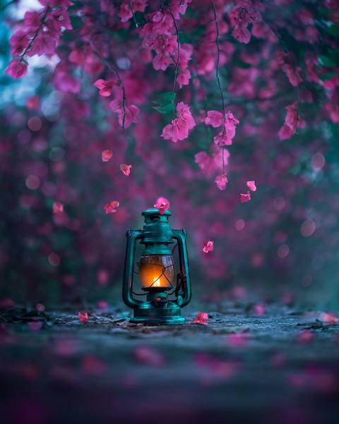 sfondi magenta, photography