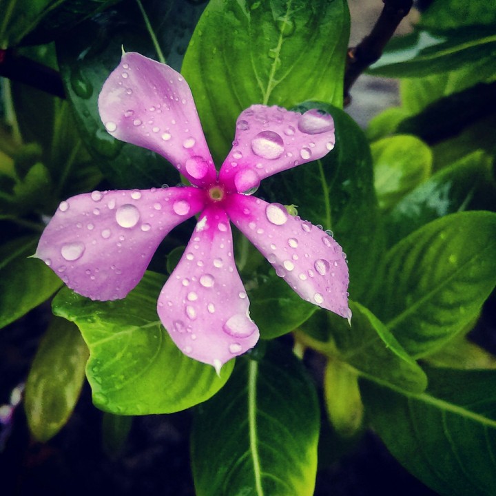 wet flower