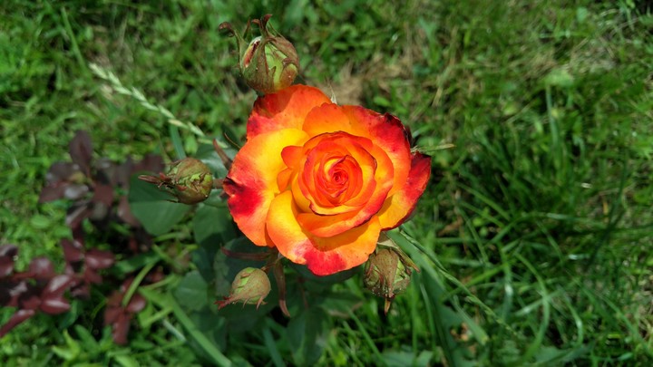 rose