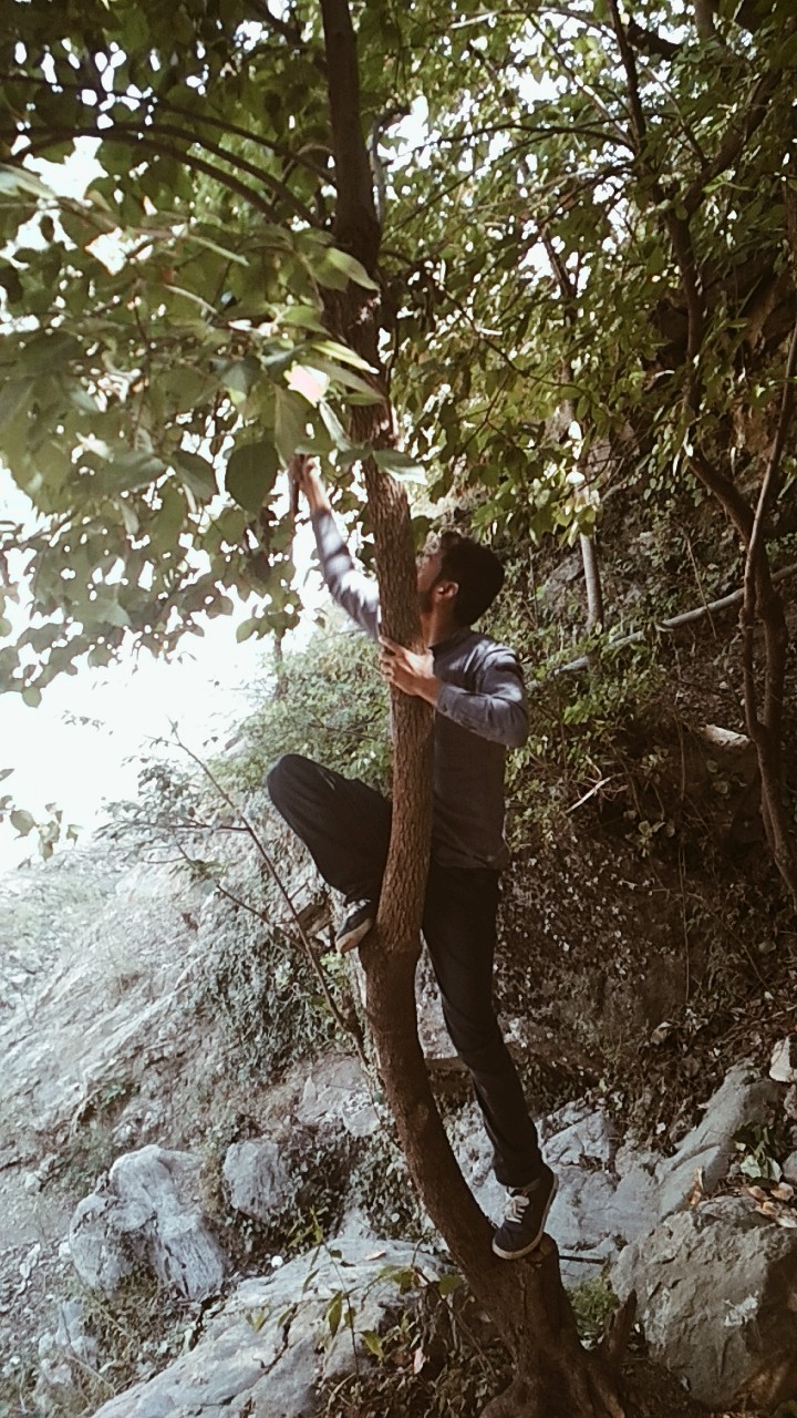 Picking fruits off the tree.