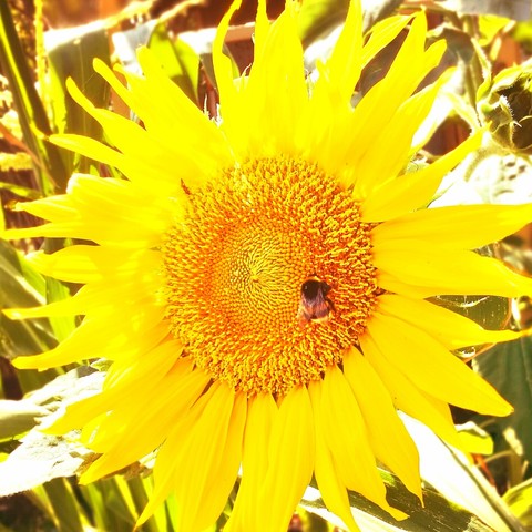 Sonnenblume