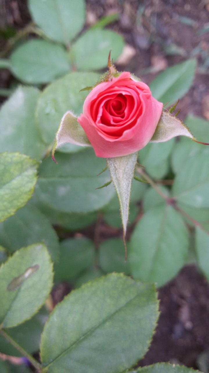 rose