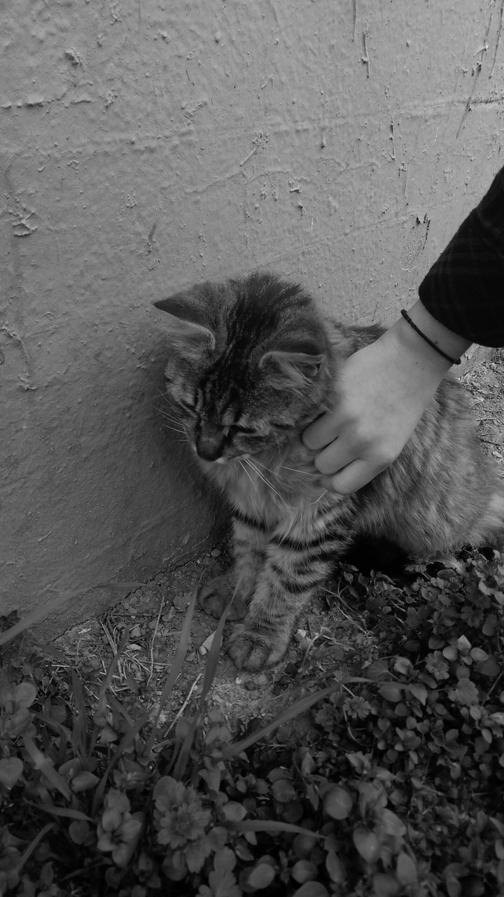 sad fluffy