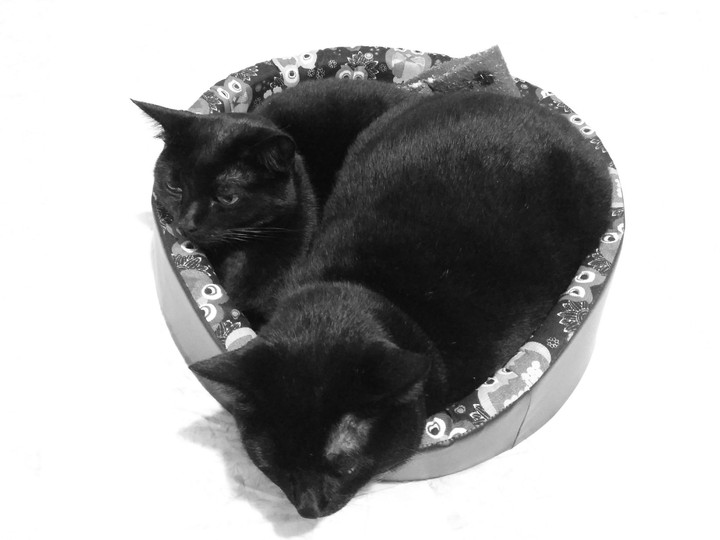 Balaio de gatos