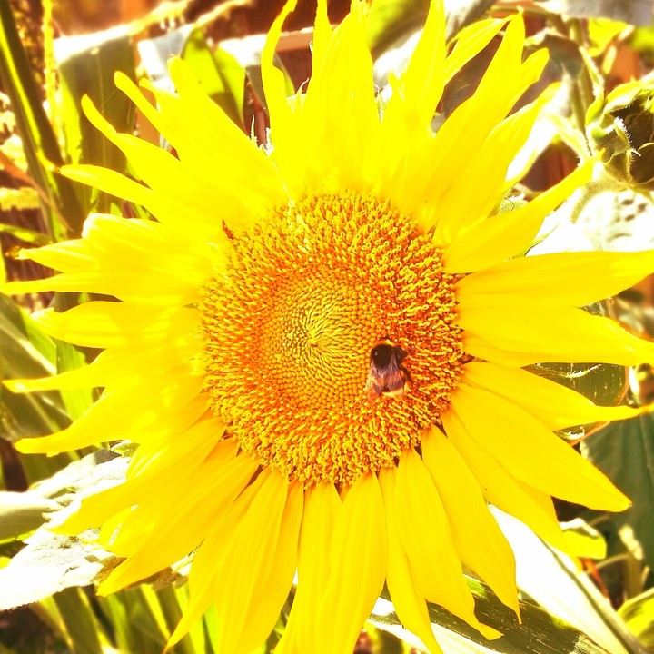 Sonnenblume
